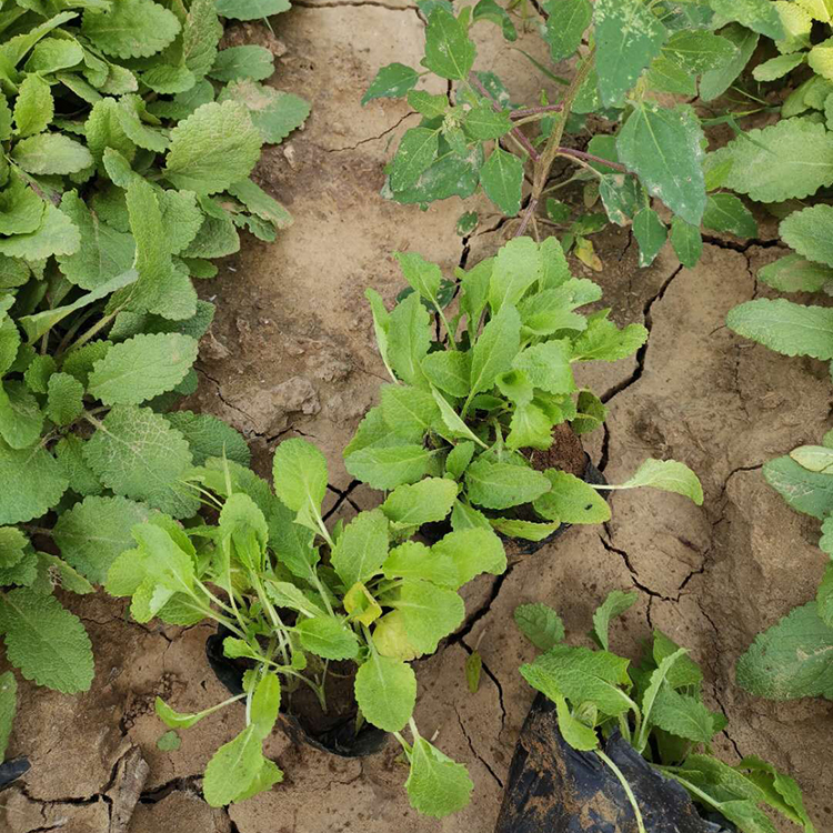 鼠尾草杯苗基地出售 鼠尾草培育基地