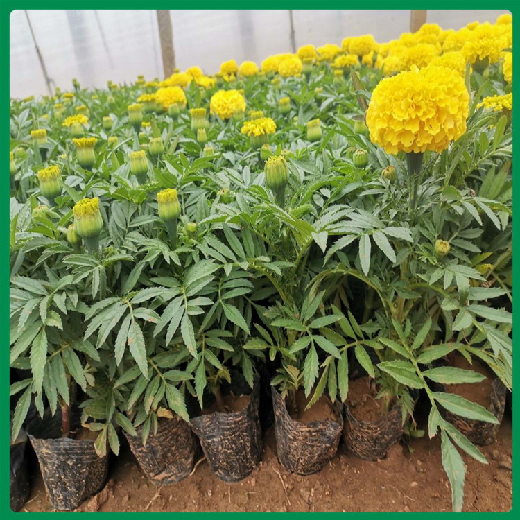 万寿菊 苗圃直供万寿菊 万寿菊报价