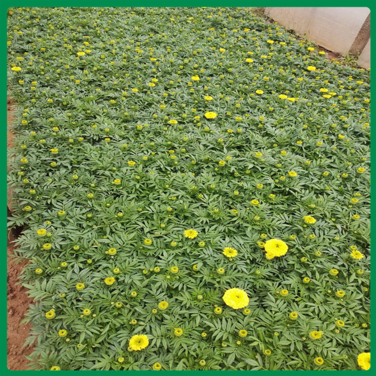 花坛租摆用万寿菊 基地优惠直发万寿菊 万寿菊基地