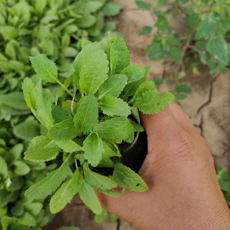 鼠尾草小苗批发价格 鼠尾草培育基地