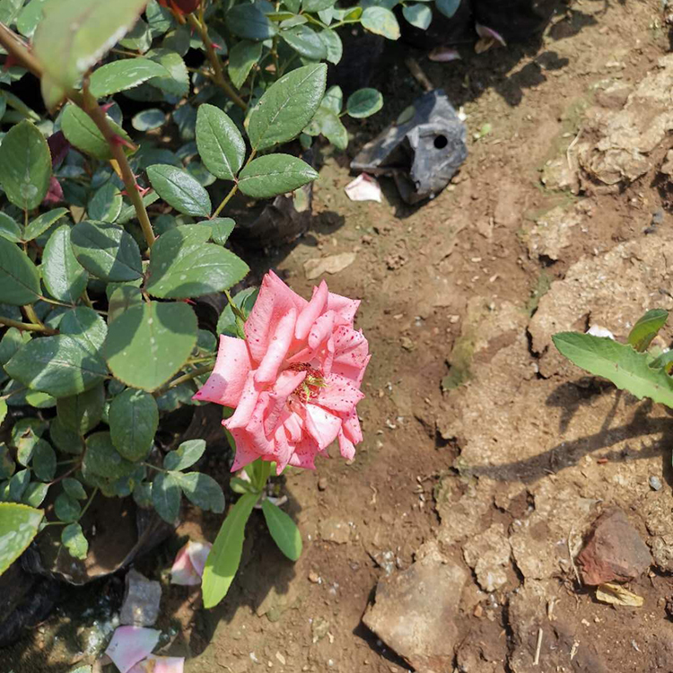 山东月季苗批发商 大花月季种植基地 直供大花月季