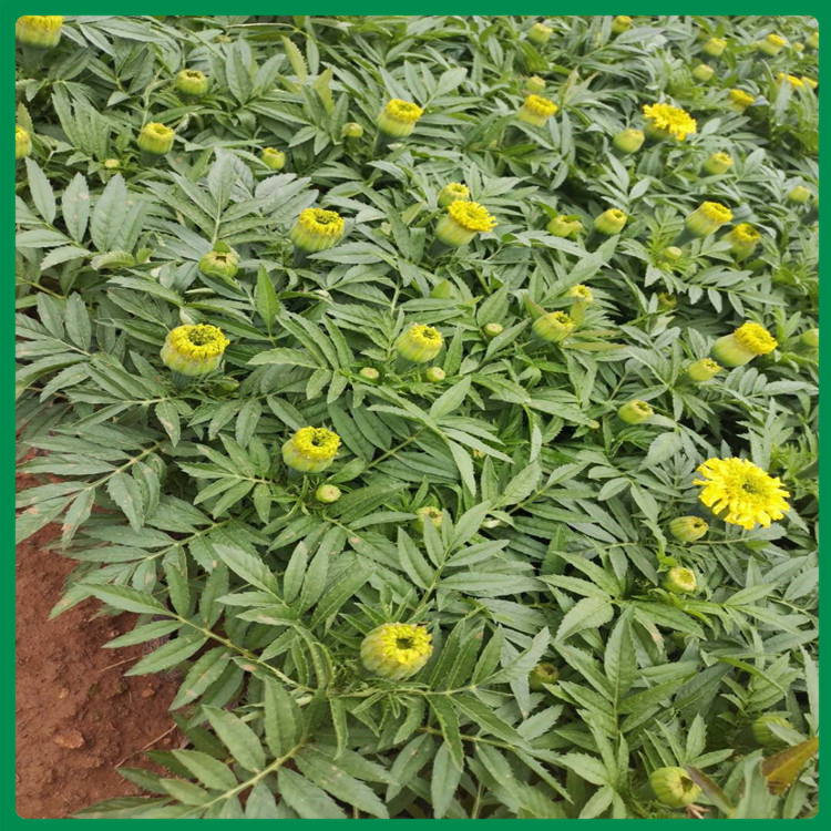万寿菊 基地优惠直发万寿菊 万寿菊批发报价