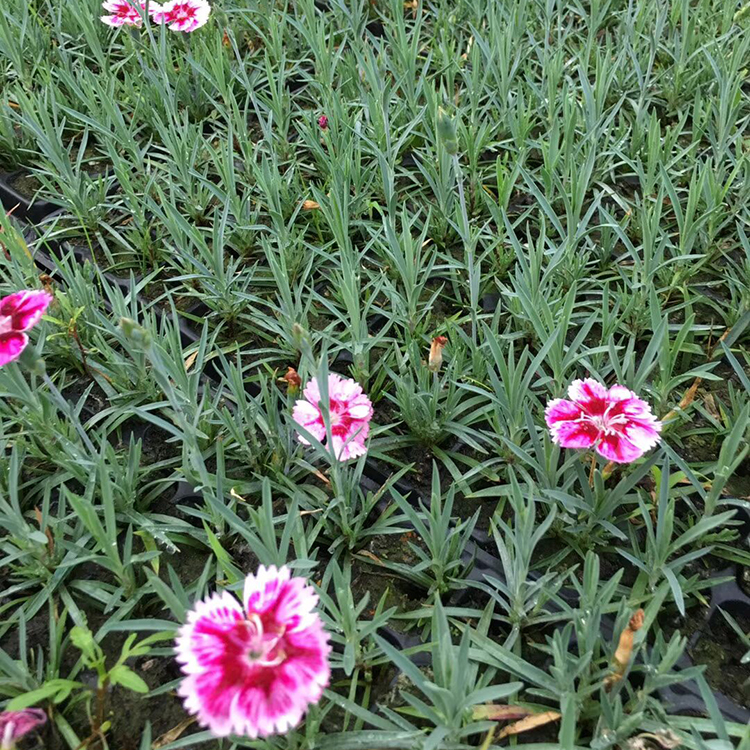 彩虹石竹价格 供应彩虹石竹 量大优惠 大量供应彩虹石竹
