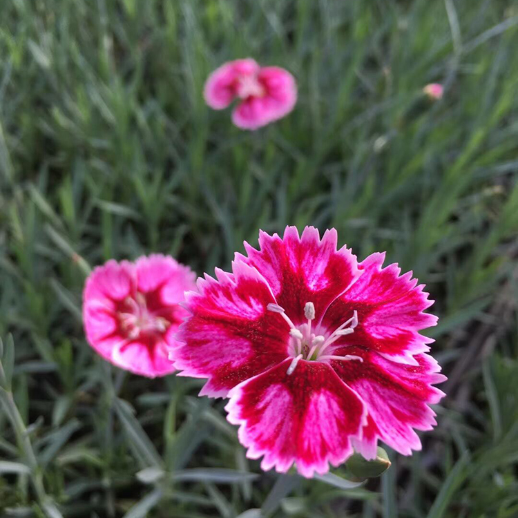 彩虹石竹 供应彩虹石竹 森瑜 彩虹石竹小苗