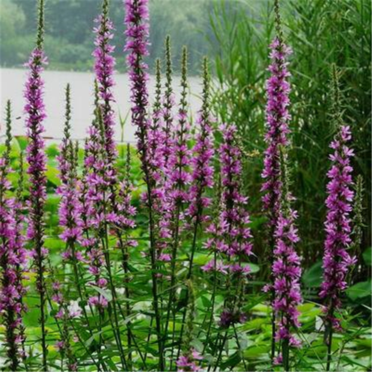 千屈菜小苗价格 千屈菜小苗 千屈菜基地 批发千屈菜基地