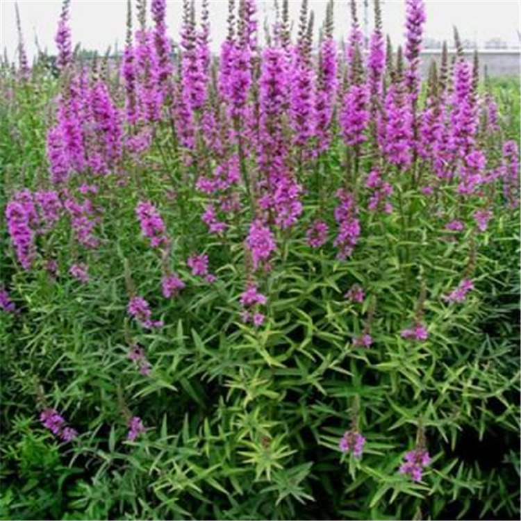 顺景源千屈菜价格 千屈菜小苗 多年生千屈菜 优良千屈菜批量销售