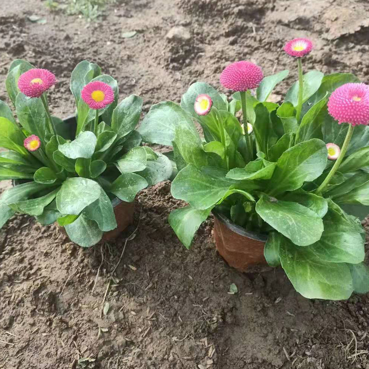 多年生草本雏菊批发 观赏价值高 泽鑫雏菊基地种植出售