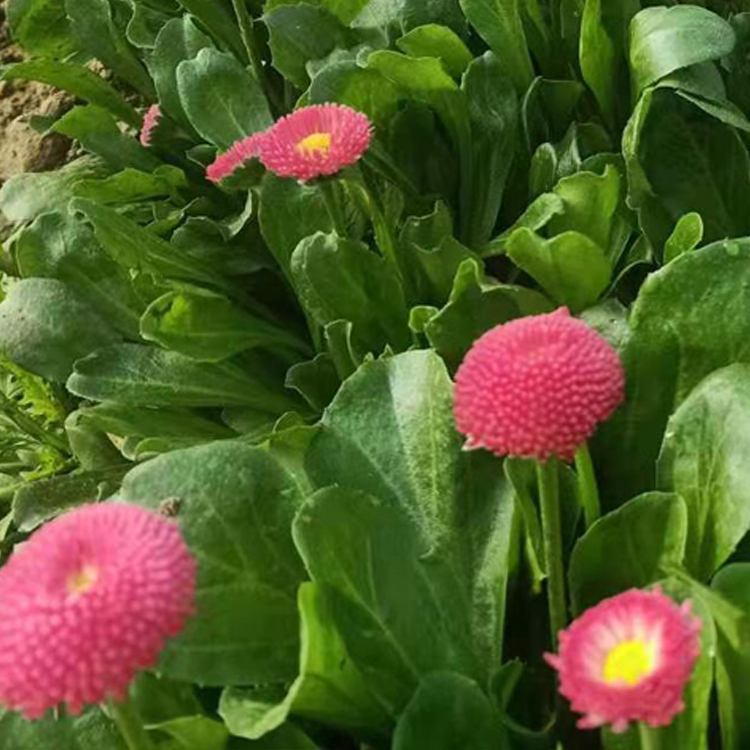 多年生草本雏菊批发 泽鑫雏菊基地种植 观赏性高