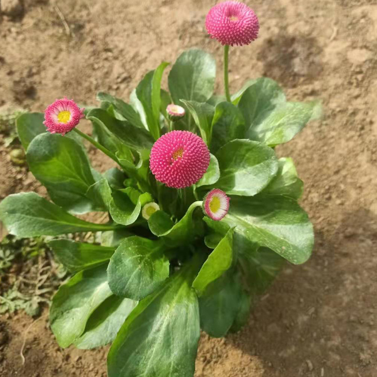 雏菊苗 泽鑫种植基地雏菊行情 一年生葶状草本