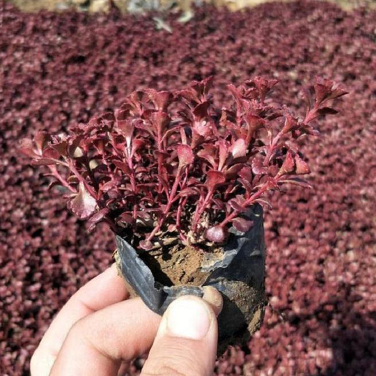 红叶景天种植基地 大量现货供应 天一花卉出售花卉苗