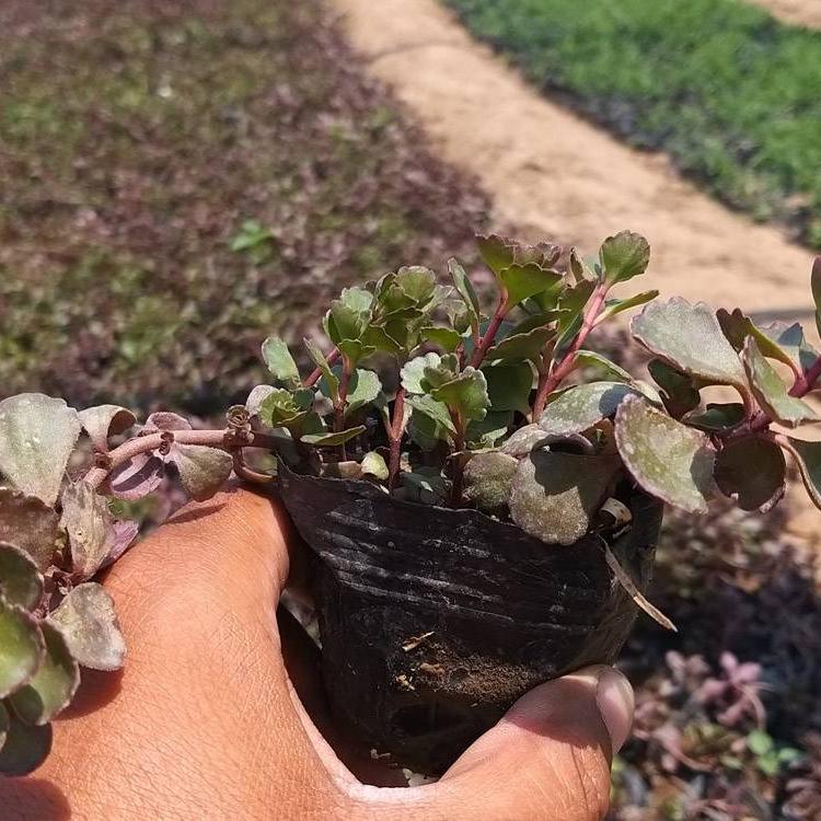红叶景天批发价格 基地出售 红叶景天小苗供应