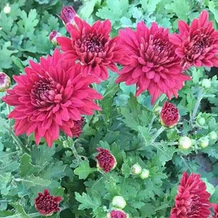 地被菊小苗 青州运来花卉 地被菊报价 地被菊种植基地