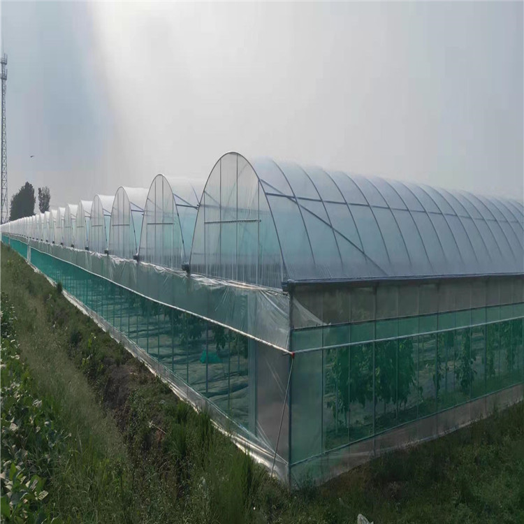 蘑菇薄膜温室建造 连栋薄膜温室大棚 山东薄膜温室公司