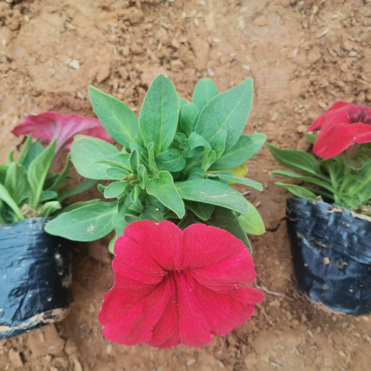 远创供应矮牵牛盆栽 矮牵牛盆栽报价 苗圃批售