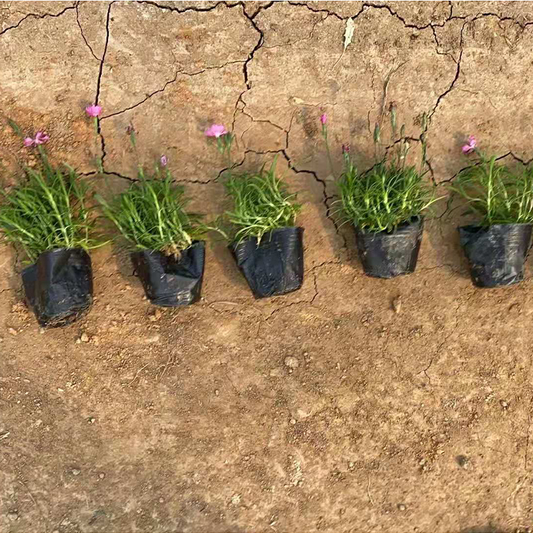 远创批发矮牵牛小苗 矮牵牛小苗销售 山东矮牵牛