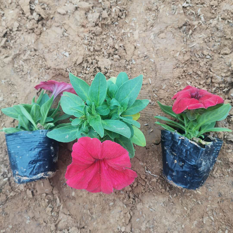 供应矮牵牛小苗 矮牵牛小苗批发商 青州矮牵牛基地