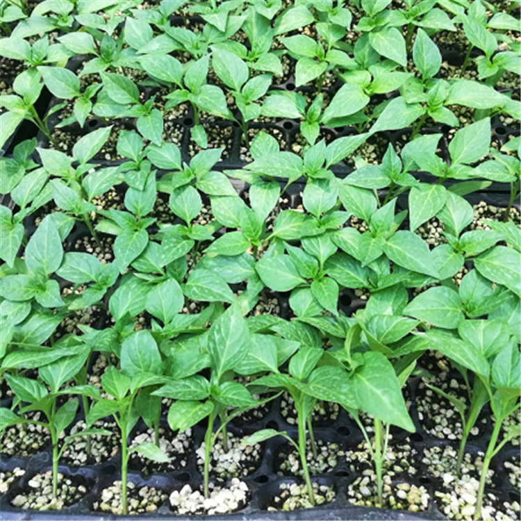 广辰农业农业蔬菜种苗基地批发高产线椒种子    高产线椒种子欢迎来电洽谈