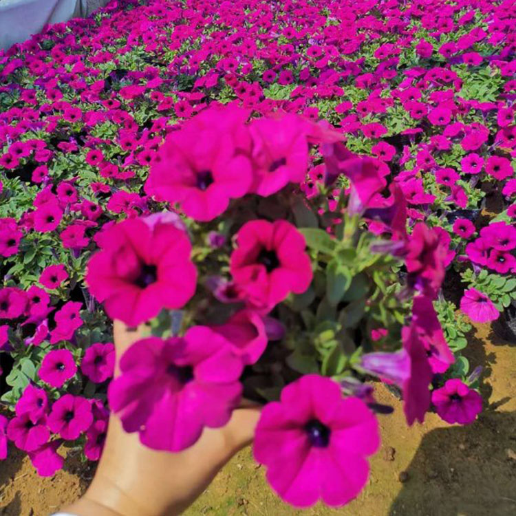 青州草花基地 慧帆 双色盆垂吊矮牵牛小苗批发