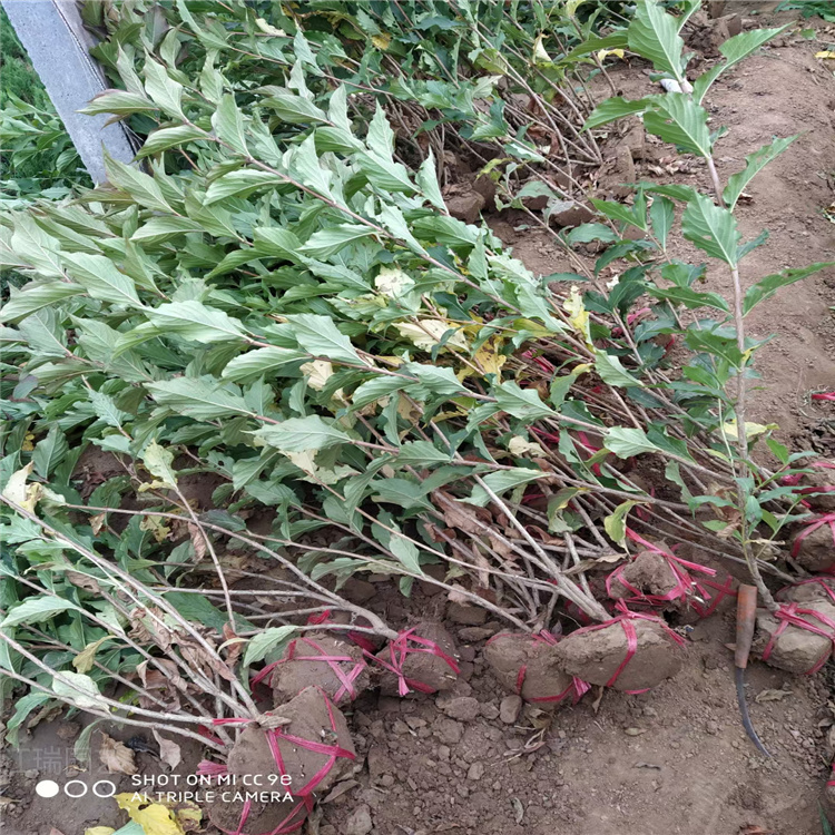 山东红王子锦带批发 红王子锦带报价 江瑞花木基地