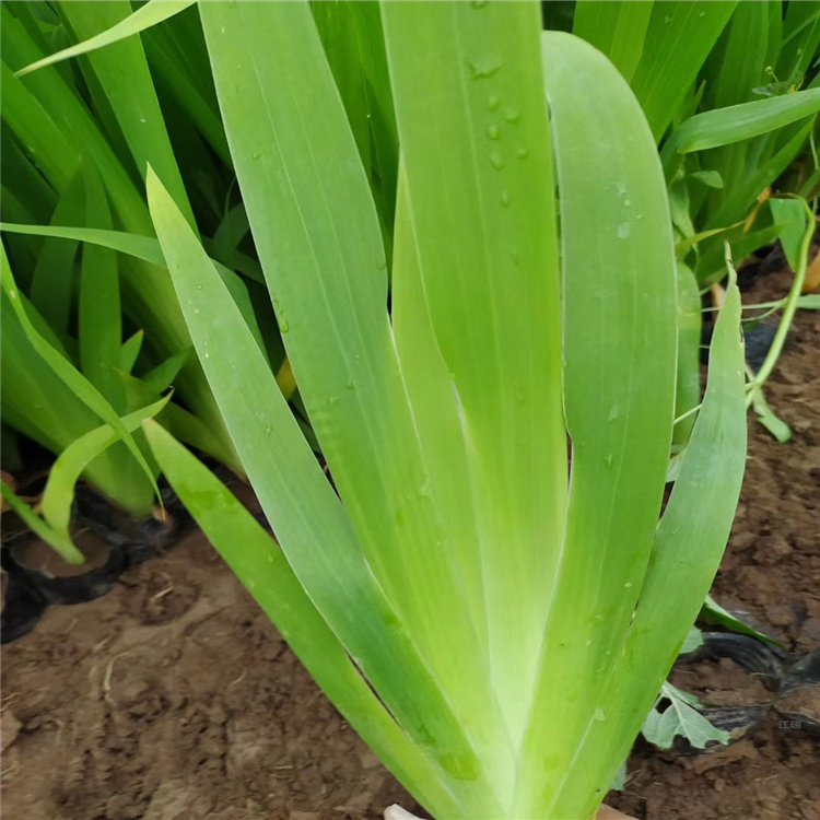 青州黄菖蒲价格 水生鸢尾基地 江瑞园艺现货供应
