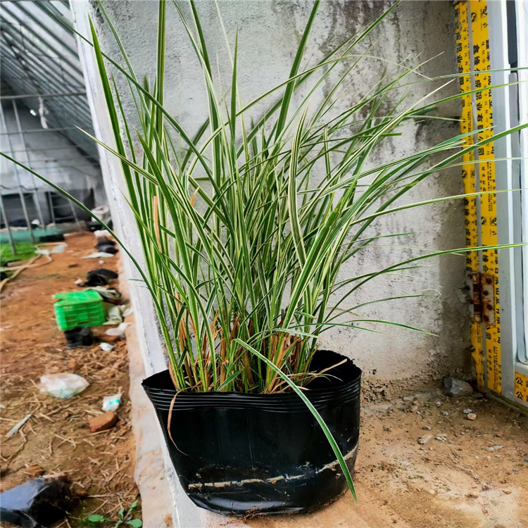 花叶芒批发 花叶芒价格 江瑞园艺
