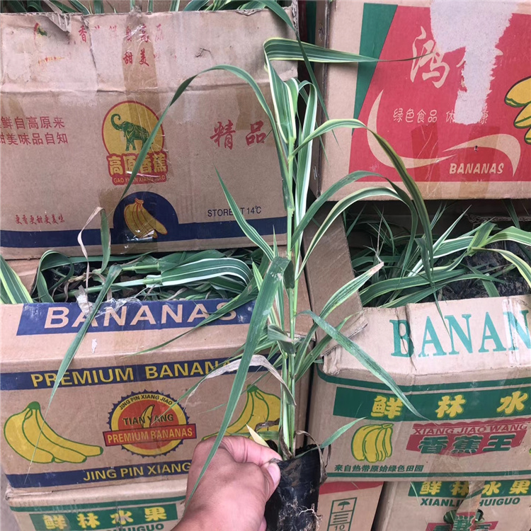 青州花叶芦竹供应 花叶芦竹盆苗价格 花叶芦竹精选厂家 欢迎选购