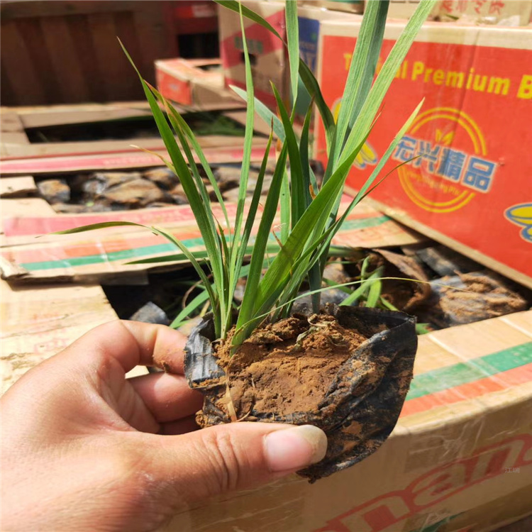 山东花菖蒲批发 花菖蒲价格 江瑞园艺批发商