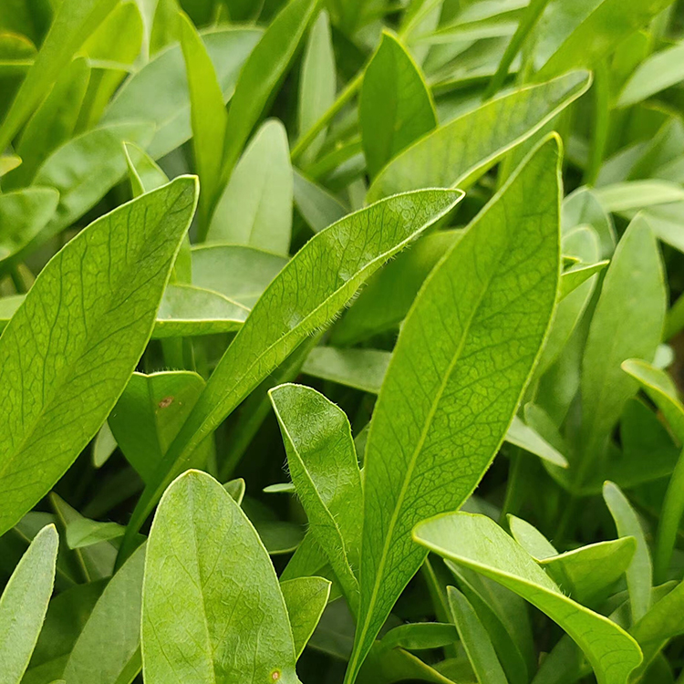 千屈菜销售 自产自销 山东草花