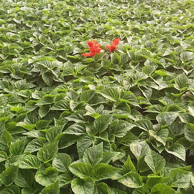 万诺预定苗 一串红 山东草花