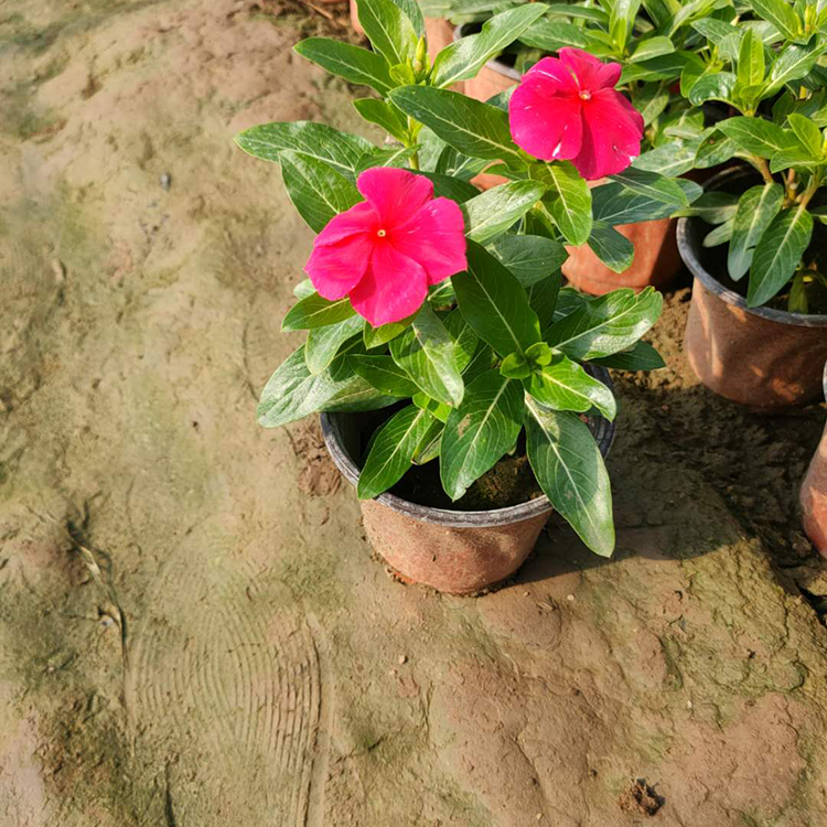 基地直售 长春花苗 天天开价格