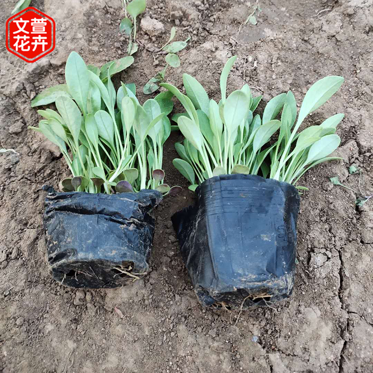 金鸡菊小苗 金鸡菊价格