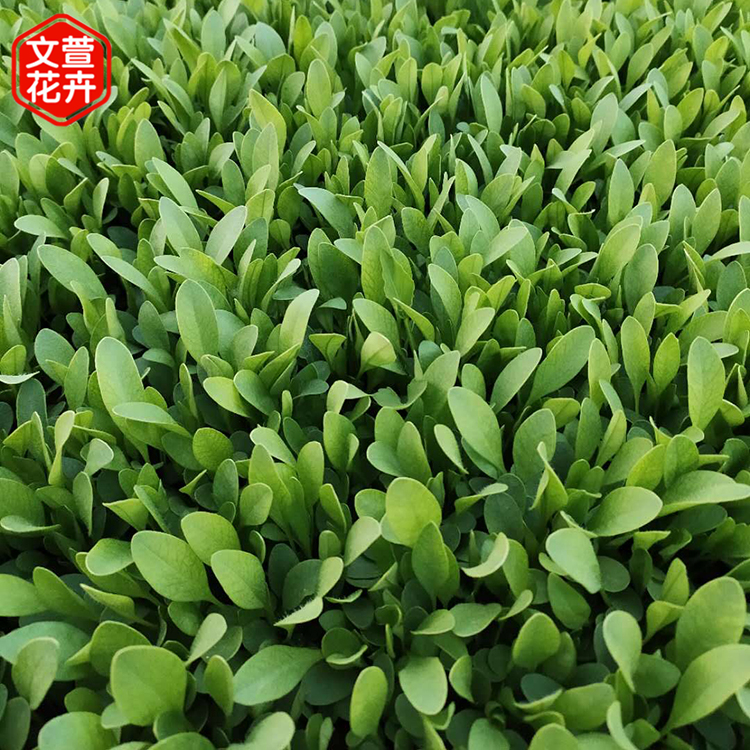金鸡菊基地 量大优惠 青州大花金鸡菊