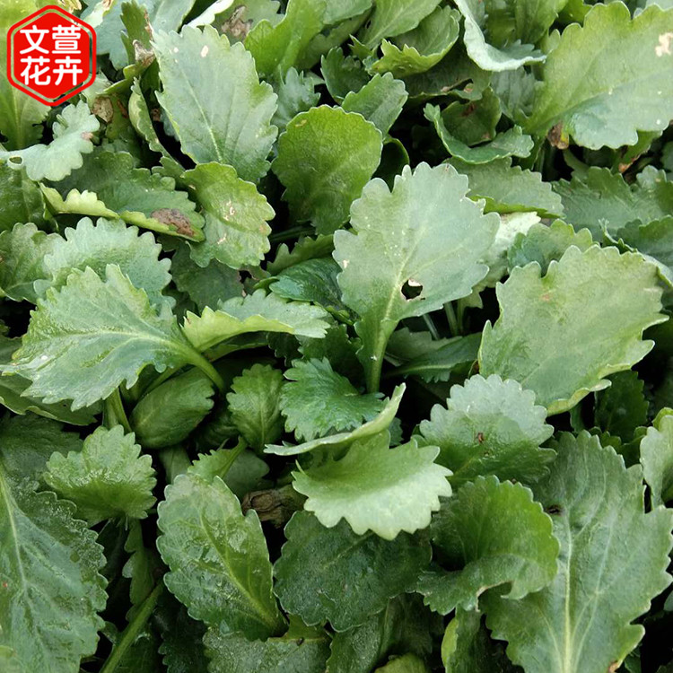 大滨菊供应商 青州花卉 价格从优
