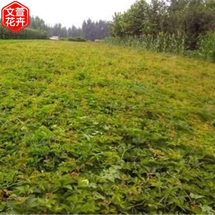 五叶地锦 青州五叶地锦 苗圃批发 文萱花卉