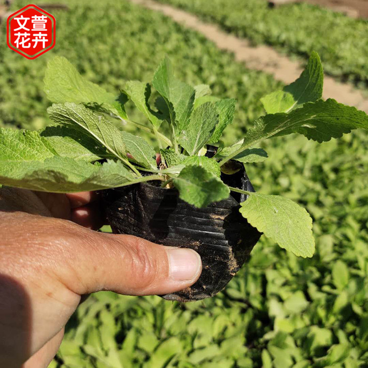 自产自销 地被鼠尾草 地被鼠尾草供应商