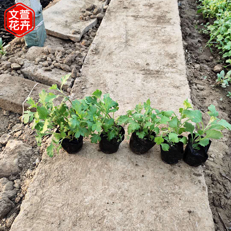 地被菊培育 青州草花 地被菊