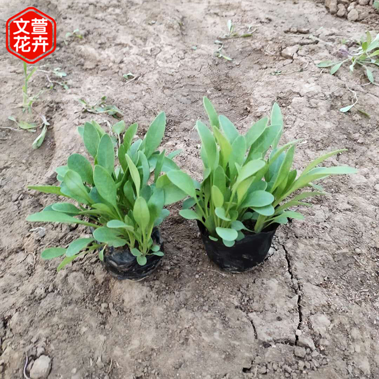 量大优惠 大花金鸡菊 青州金鸡菊基地
