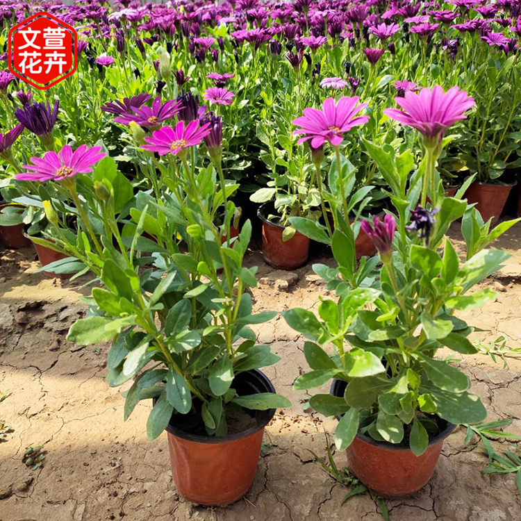 万寿菊供应商 基地种植 山东宿根万寿菊