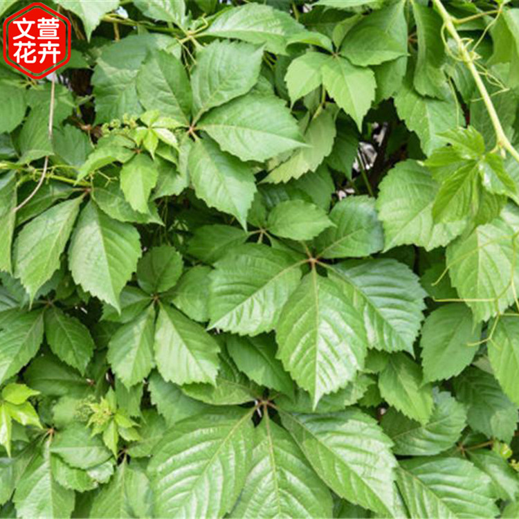 五叶地锦基地 山东五叶地锦小苗 采购基地