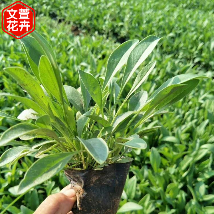 产地供应 金鸡菊小苗 青州金鸡菊供应商