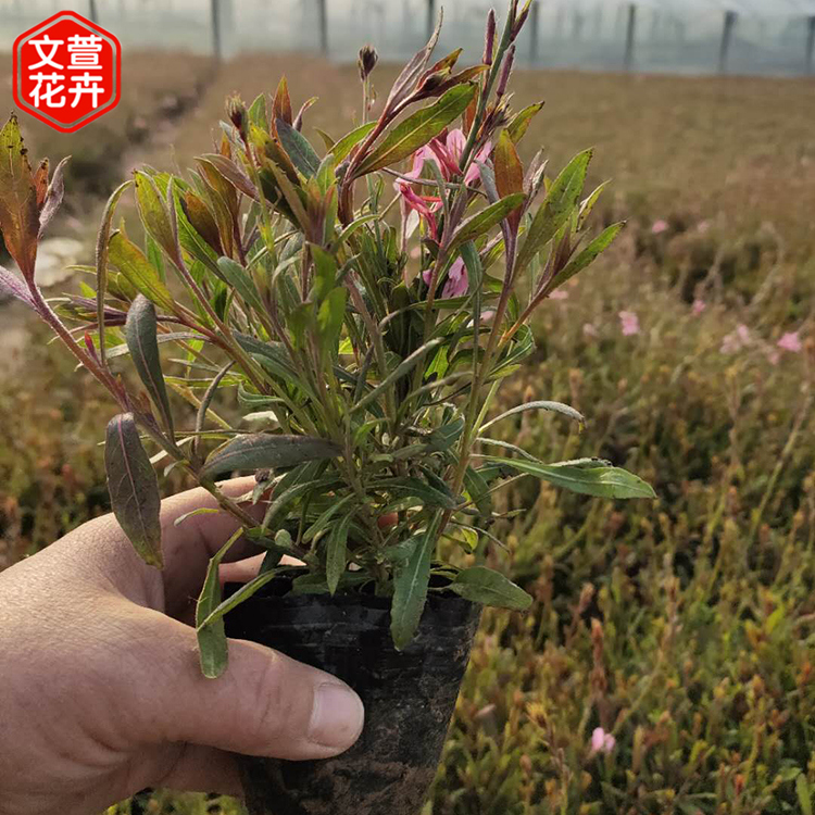 山桃草苗 文萱花卉 青州山桃草报价