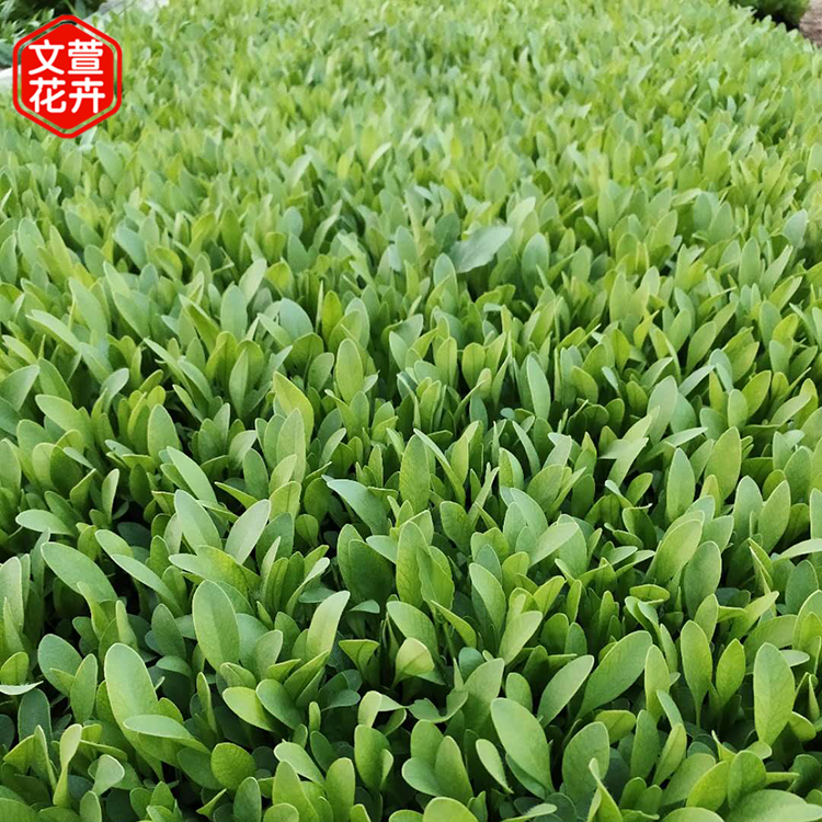 金鸡菊基地 量大优惠 山东大花金鸡菊
