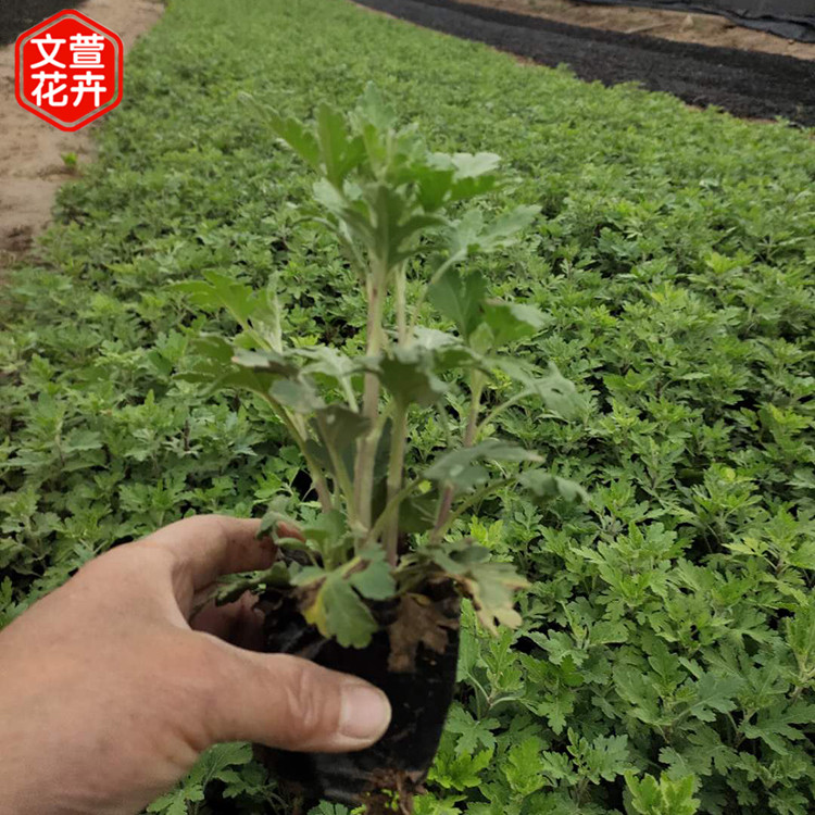 地被菊行情 绿化工程用苗 地被菊杯苗
