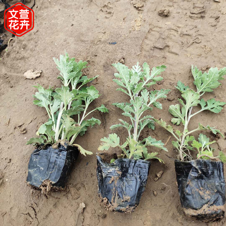 地被菊杯苗 绿化工程用苗 产地供应 地被菊批发