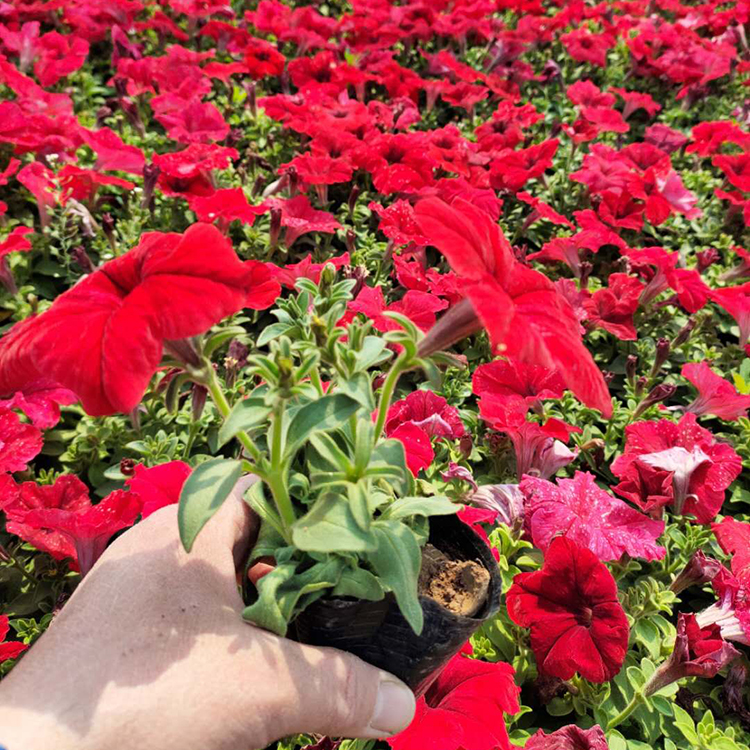 多年生草本植物 大红牵牛种植基地 园林景观花卉