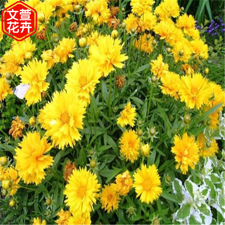 金鸡菊小苗 金鸡菊种植基地