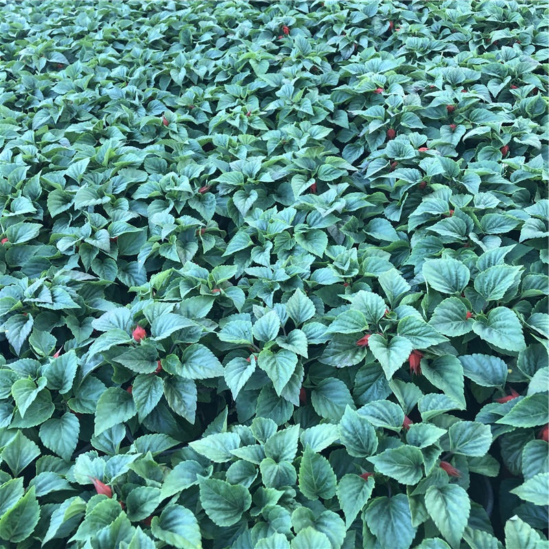 大盆一串红 山东草花 一串红报价 可以电话联系哦