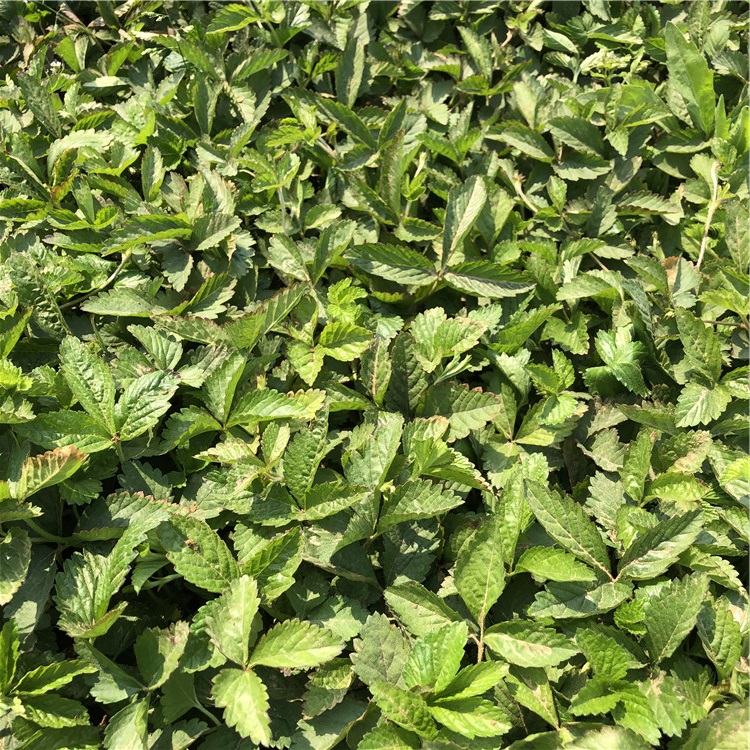 蛇莓杯苗报价 价格从优 山东蛇莓杯苗