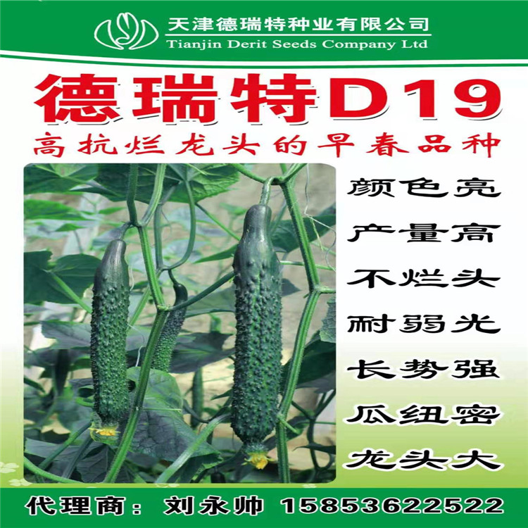 寿光批发零售德瑞特黄瓜种子    德瑞特黄瓜种子基地供应