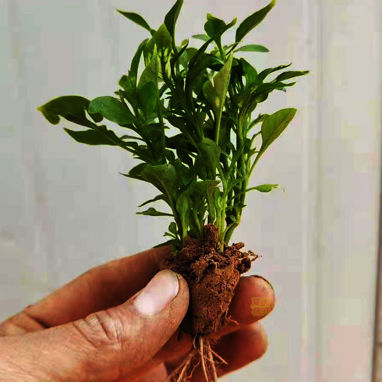 五色草 五色草供货商 五色草种植厂家